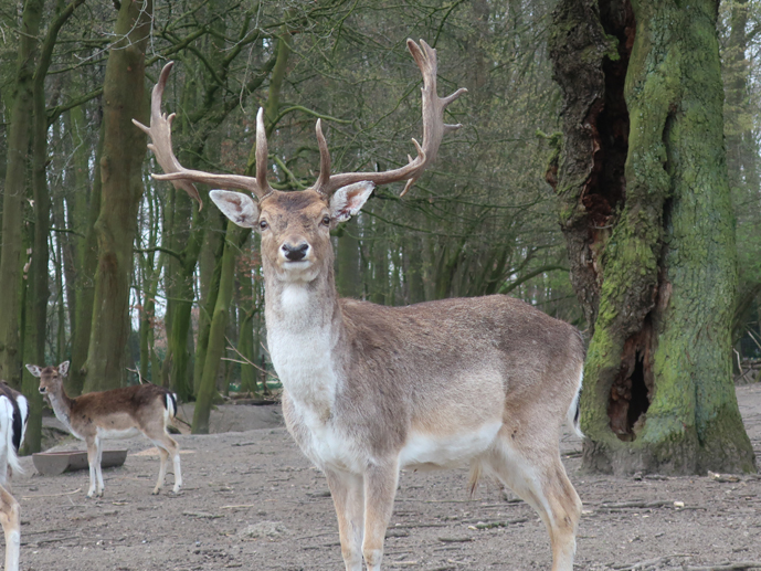  Hirsch in der Brunftzeit