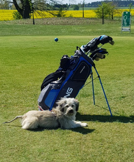 Golf & Hund