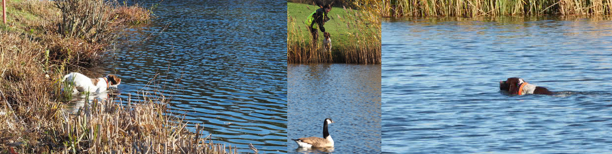 Jagdhund Wido im Wasser